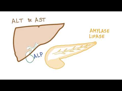 Understanding the Lipase Test: Key Uses and Insights