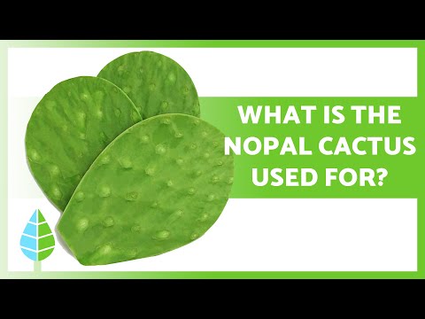 Nopal Cactus: Health Benefits and Versatile Uses Revealed