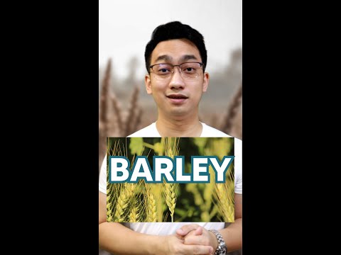 Barley Grass Benefits, Uses, and Important Precautions post thumbnail image