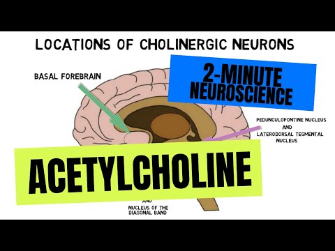 Understanding Acetylcholine: Its Role in Health and Disease