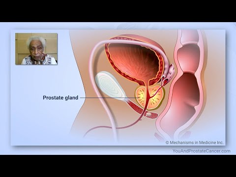 Understanding Prostate Anatomy and Its Role in Male Health