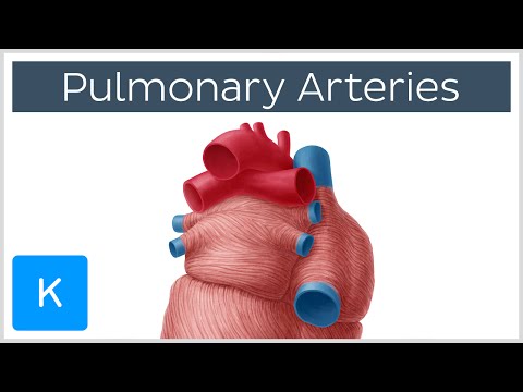 Understanding the Pulmonary Artery: Anatomy and Importance