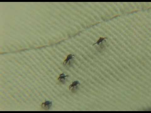 Permethrin Cream: Benefits, Risks, and What to Expect post thumbnail image