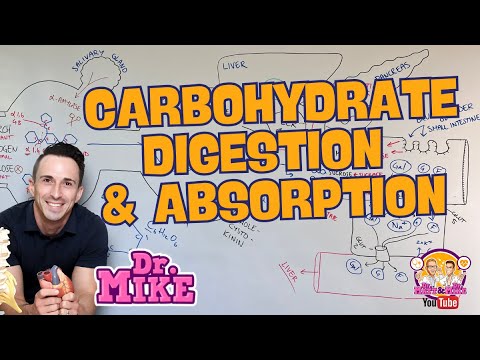 Understanding Carbohydrate Digestion for Better Health