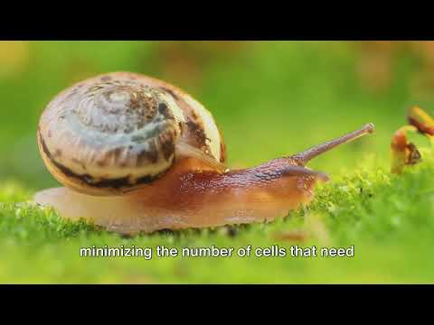 Shellfish Secrets: Varieties, Benefits, and Cautions