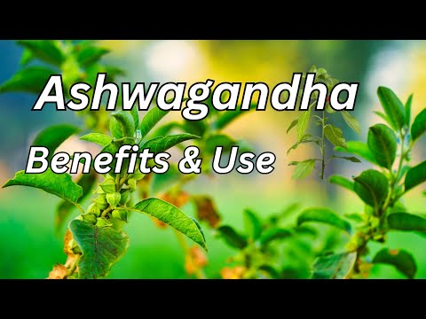 Unlocking Ashwagandha: Benefits, Risks, and Insights