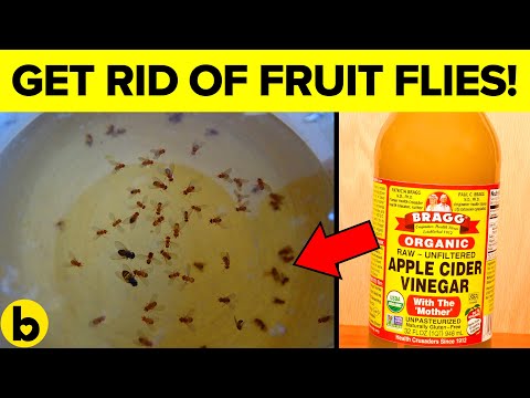 Banishing Fruit Flies: 7 Smart Solutions for Your Home