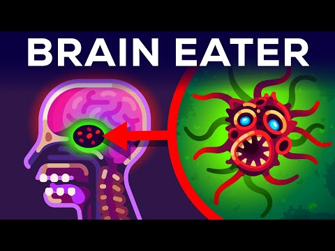 Brain-Eating Amoeba: Essential Facts You Should Know