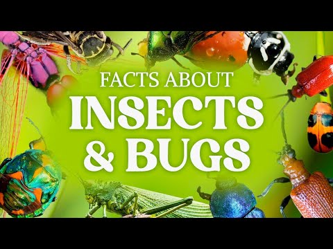 Beetles Uncovered: Fascinating Facts You Should Know