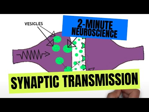 Understanding Synapses: Key Roles in Health and Disease