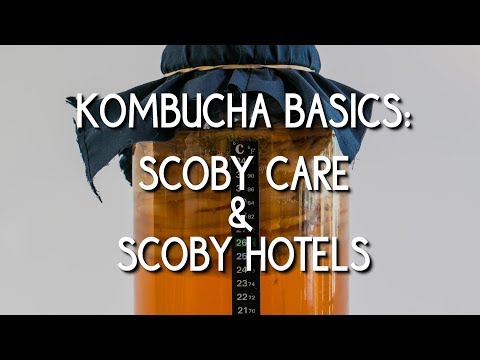 Kombucha SCOBY: Crafting Your Own Fermentation Culture