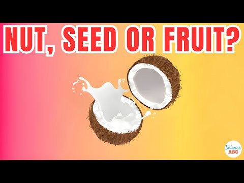 Is a Coconut Really a Fruit or Something Else?