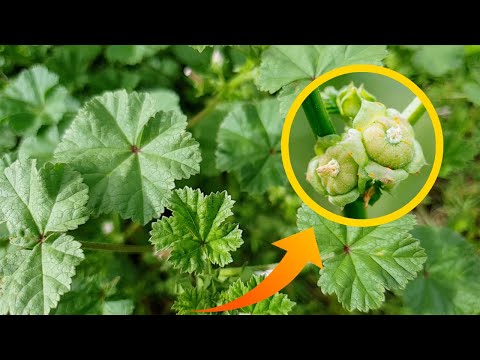 Mallow: Benefits, Risks, and Health Insights You Should Know