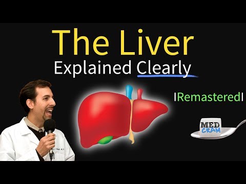 Understanding Liver Anatomy: Functions, Conditions, and Tests