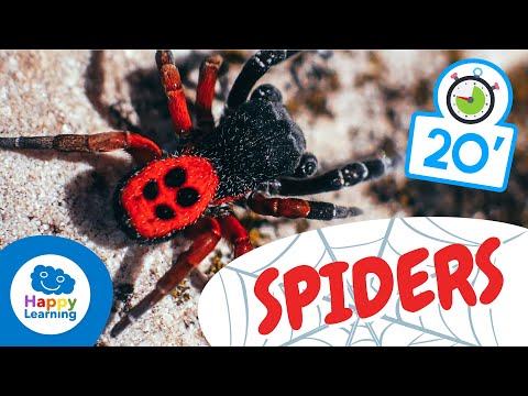 Essential Facts About Banana Spiders You Should Know
