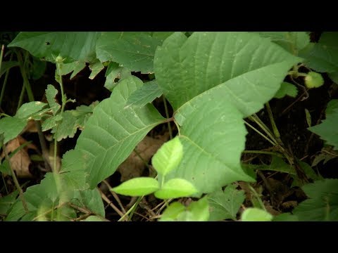 Say Goodbye to Poison Oak Rash: Visuals and Remedies