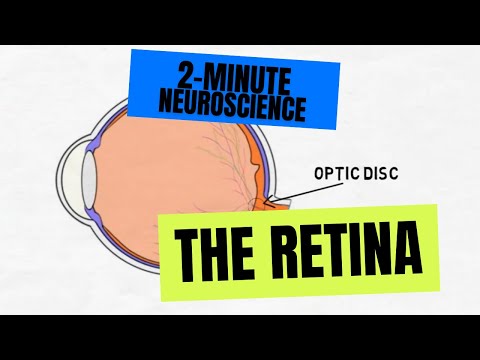 Understanding Retina Health: Anatomy, Function, and Care