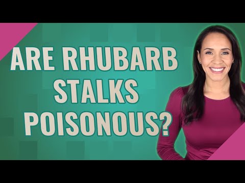 Are Rhubarb Leaves Poisonous?