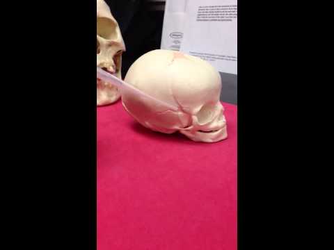 Understanding Your Newborn Baby's Skull Anatomy for Better Care