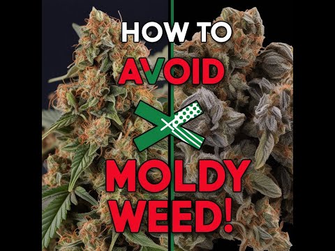 Moldy Weed: Signs to Spot and Ways to Handle It