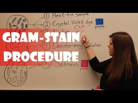Understanding the Gram Stain Procedure in Disease Detection