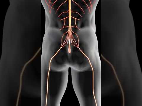 Understanding Sciatic Nerve Anatomy and Location with Diagrams
