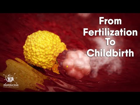 Understanding Conception: Egg to Embryo in Reproductive Health