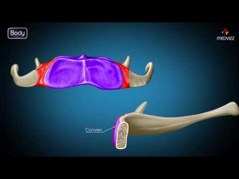 The Hyoid Bone: Function, Anatomy, and Related Conditions