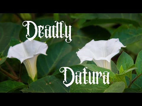 Datura Wrightii: Health Uses and Possible Side Effects post thumbnail image