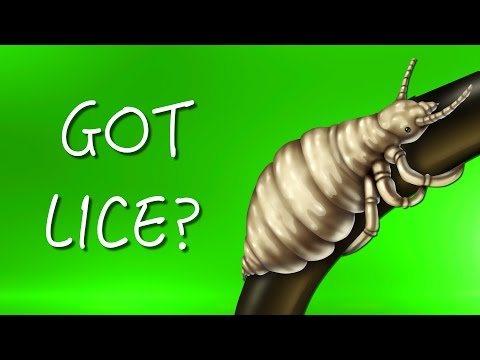 Effective Solutions for Lice Treatment You Should Try