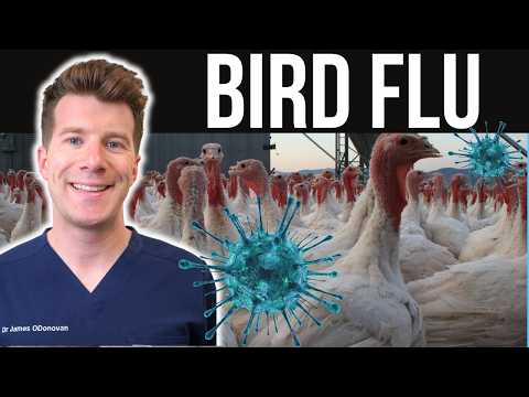Understanding Bird Flu: Symptoms and How Infection Occurs