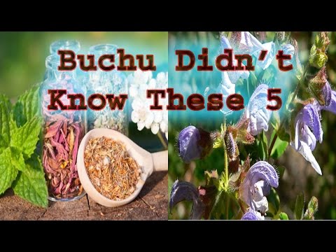 Buchu Benefits and Risks: What You Need to Know