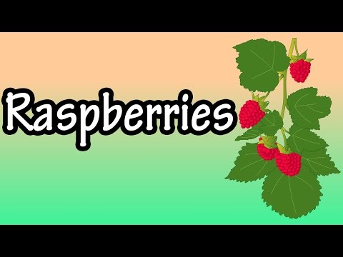 Red Raspberries: Boost Your Health with Nutrition and Benefits