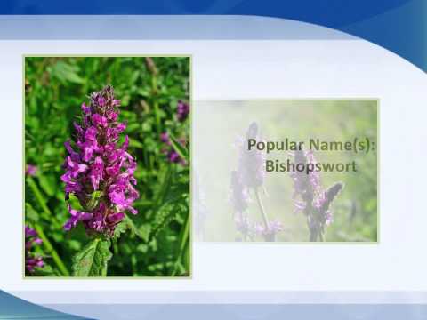 Exploring Betony: Health Benefits and Potential Side Effects
