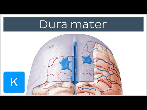 Understanding the Dura Mater: Functions and Health Implications
