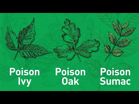 Identifying Plants Causing Rashes: Essential Tips for Safety