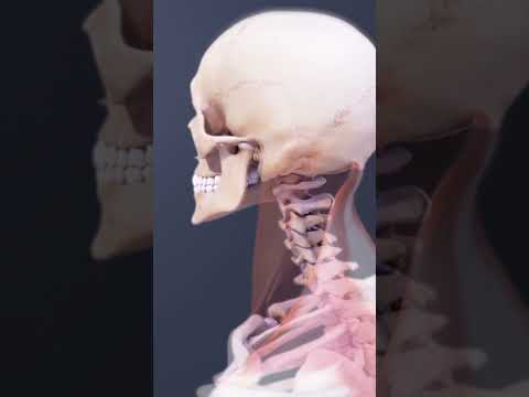 Understanding Neck Anatomy: A Guide to Pain and Care post thumbnail image