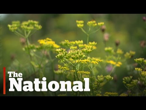Identify and Treat Wild Parsnip Burns Effectively
