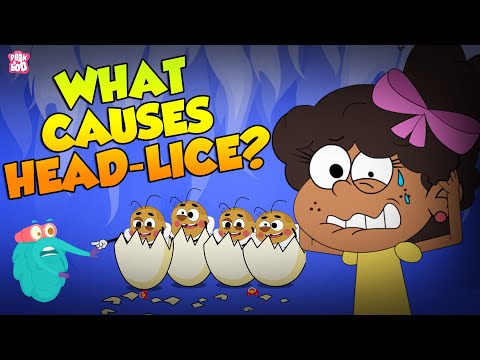 Understanding Head Lice: Origins, Risks, and Prevention