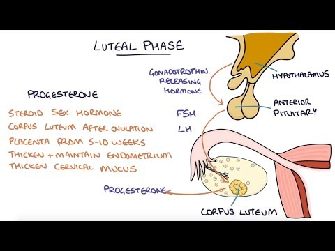 Understanding the Menstrual Cycle: From Period to Ovulation