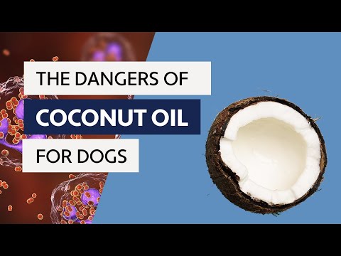 Is Coconut Oil Safe for Your Dog's Health and Wellness?