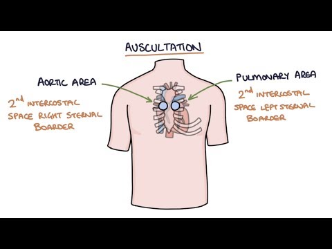 Understanding Heart Murmurs: Causes and Care Explained