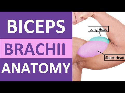 Biceps Brachii Anatomy and Function Revealed Body Maps post thumbnail image