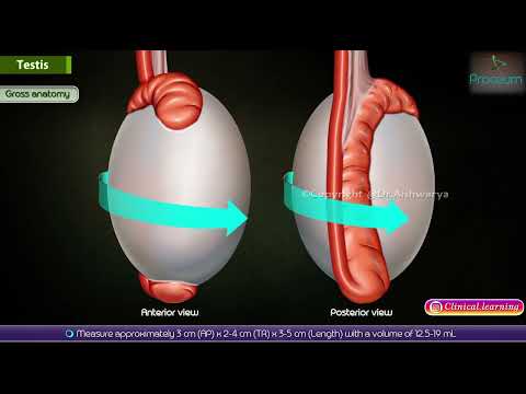 Understanding Scrotum: Anatomy, Function, and Conditions