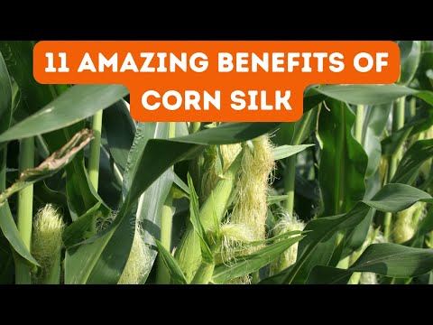 Understanding Corn Silk: Uses, Side Effects, and Health Benefits