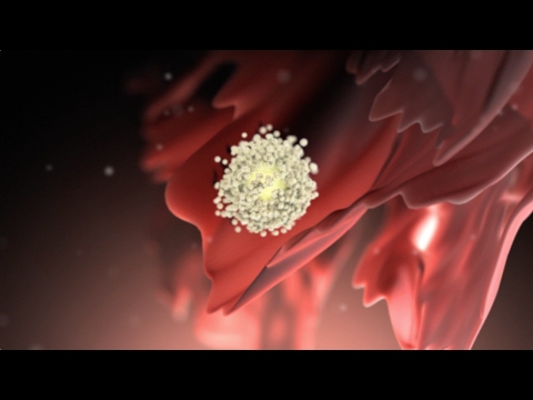Understanding Ovulation: Cycle, Pain, and More Details