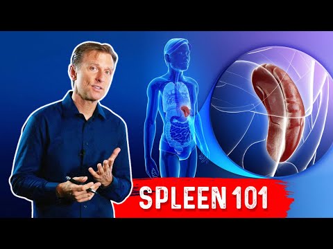 Spleen Secrets: Anatomy, Role, and Care for Your Health