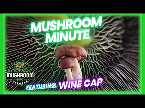 Discover the Health Benefits of Wine Cap Mushrooms