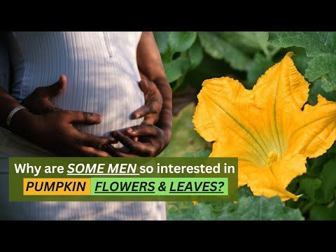 Pumpkin Flower Benefits: Nutrients for Health and Wellness