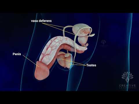 Understanding Male Genitalia: Anatomy, Function, and Health